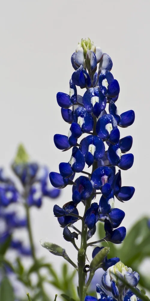 Bluebonnet Portrait No. 3