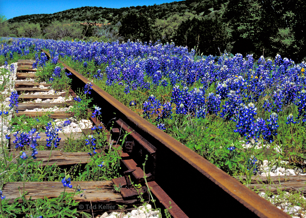 Bluebonnets+by+Tracks.jpg