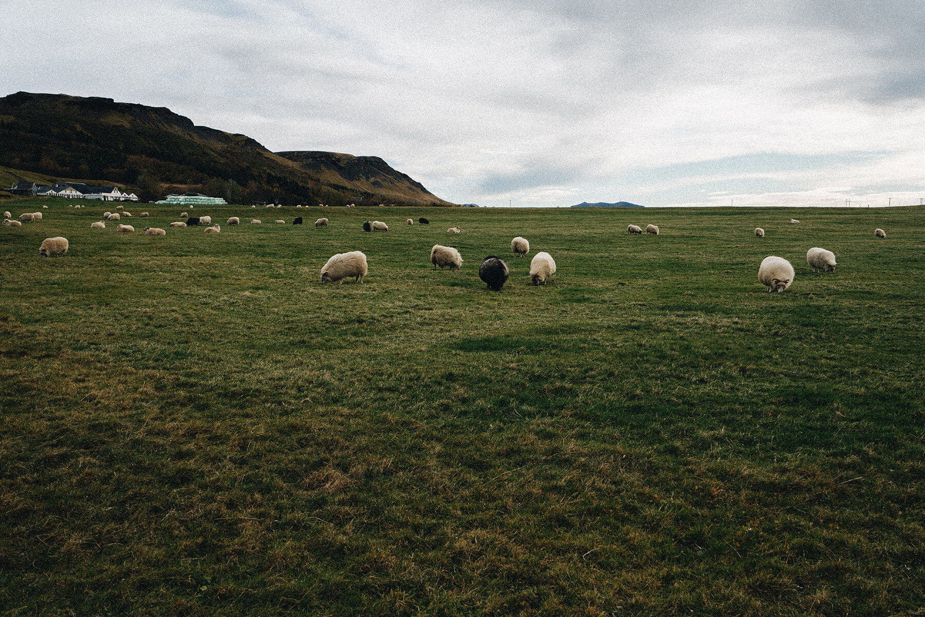 Sauðfjárbú
