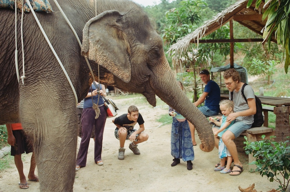 feeding elephant.jpg