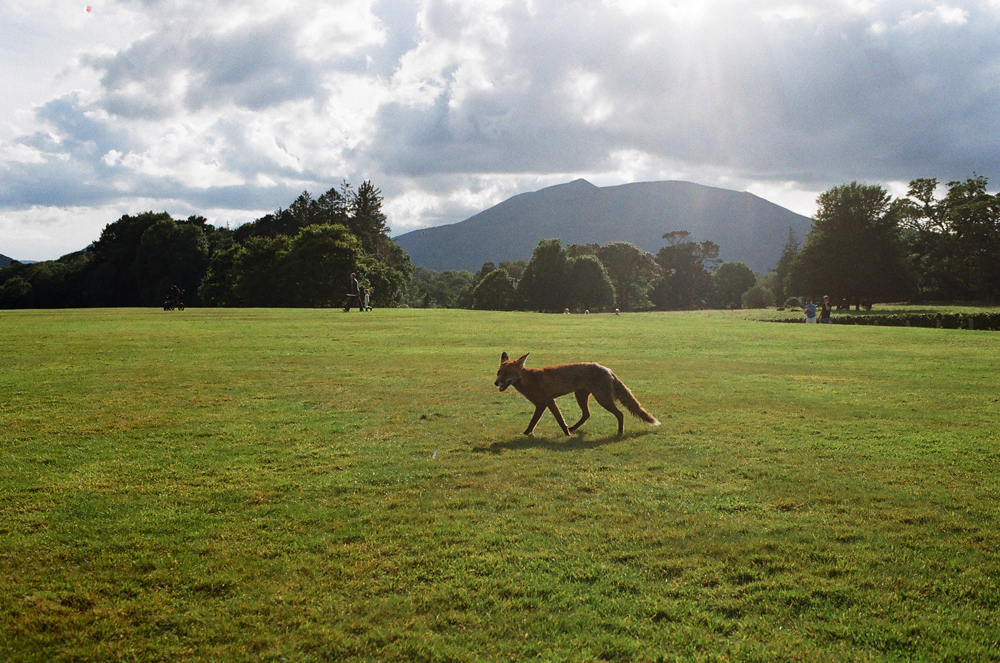 muckross_fox.jpg