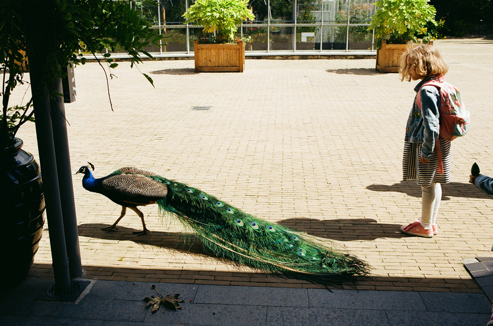 malahide_peacock.jpg