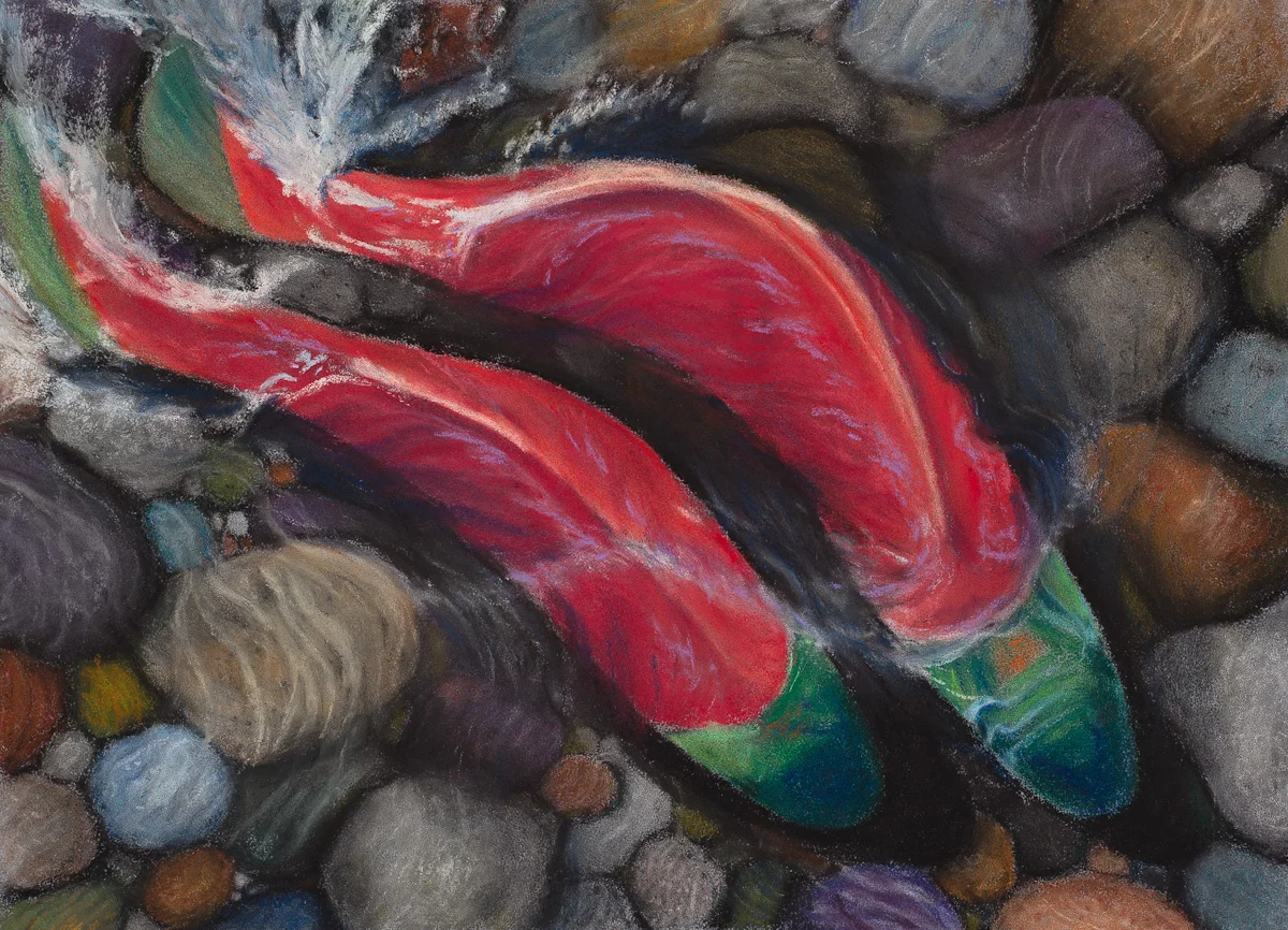 Spawning Sockeye in Unison_lores.jpg