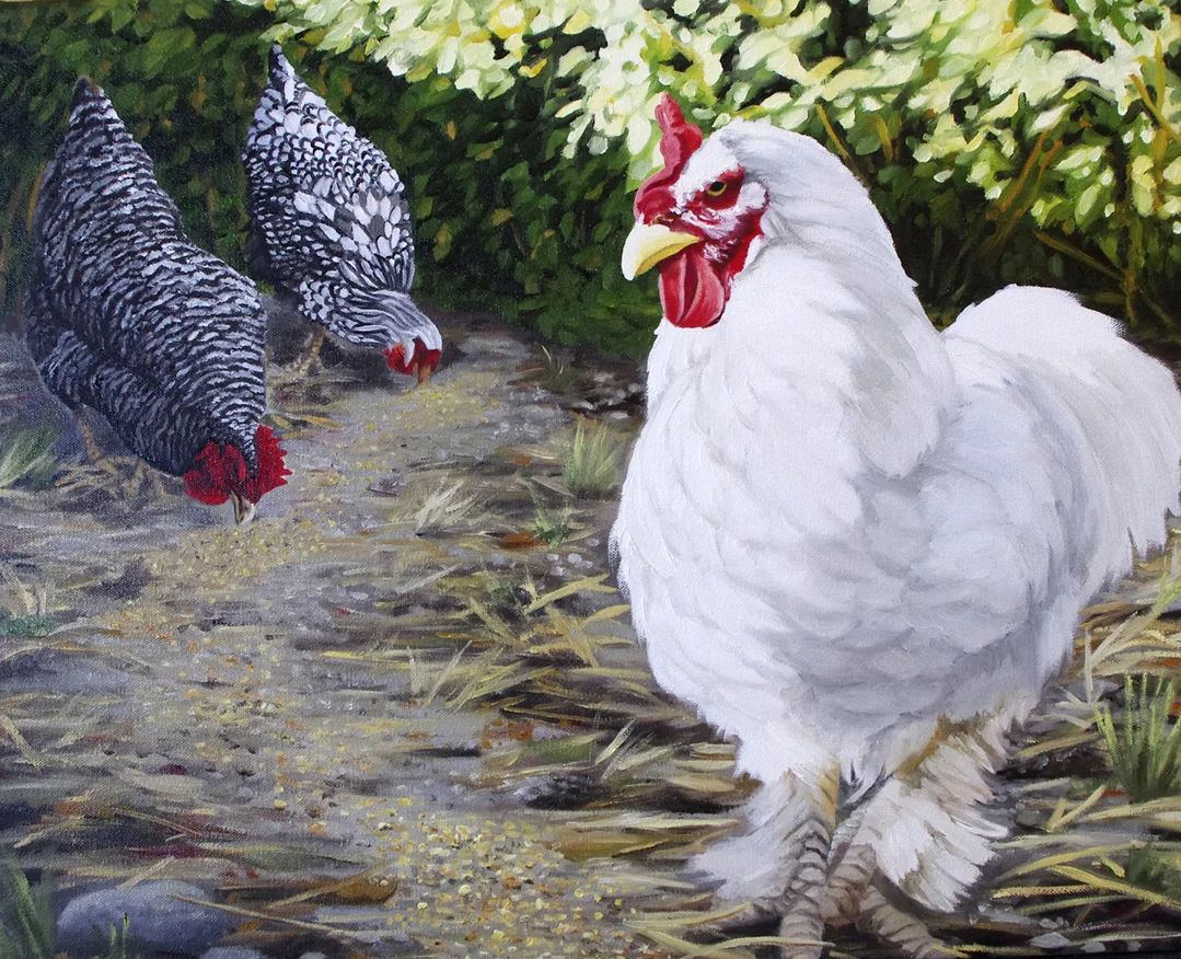 Big Comb and Her Hens Rule the Backyard Roost