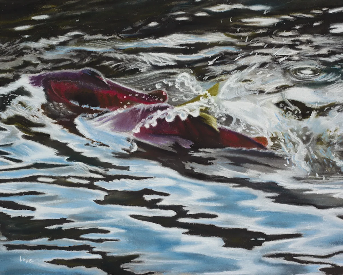 Sockeye on The Run