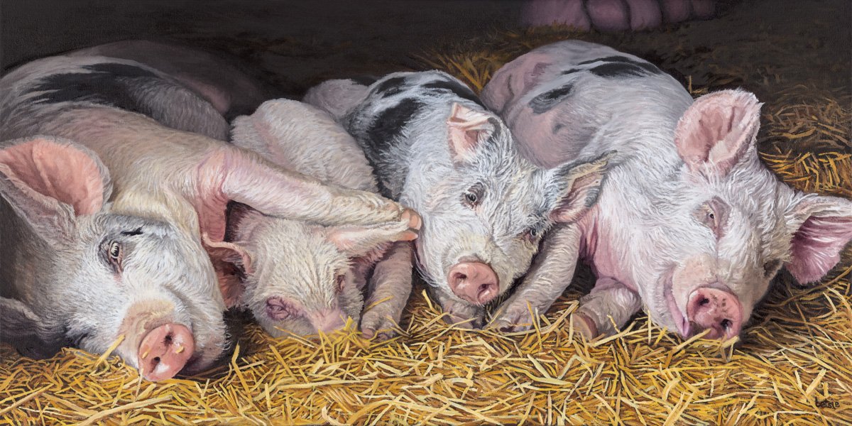The Peaceful Slumber of Crate-free Pigs