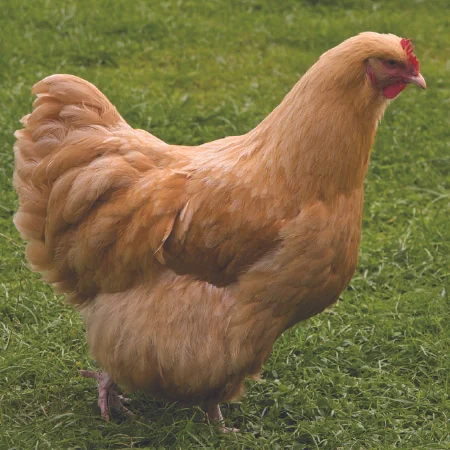 Chicken $7.00