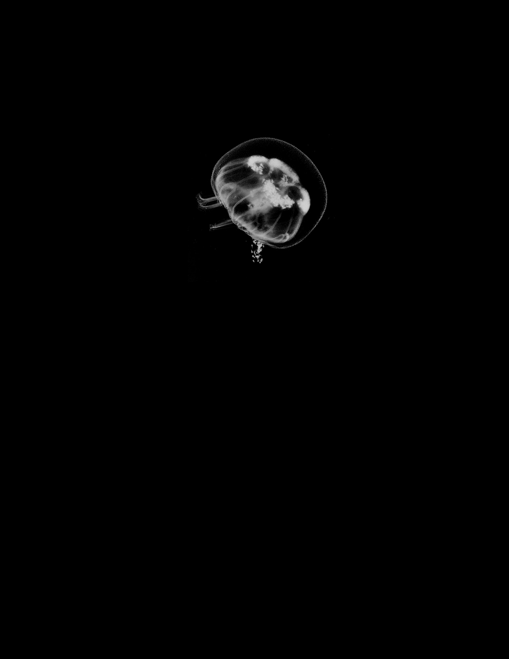 Bioluminescent Jellyfish