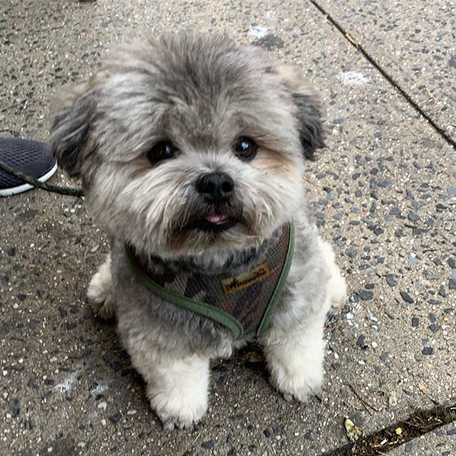 Ewok or Dog? Comment below. #dogsofinstagram #doggymagician