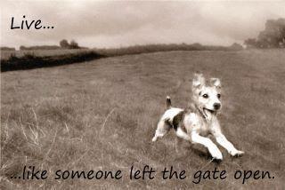 livelikesomeoneleftthegateopen.jpg