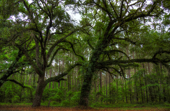 _MG_6745_6_7_tonemapped_SMALL.jpg