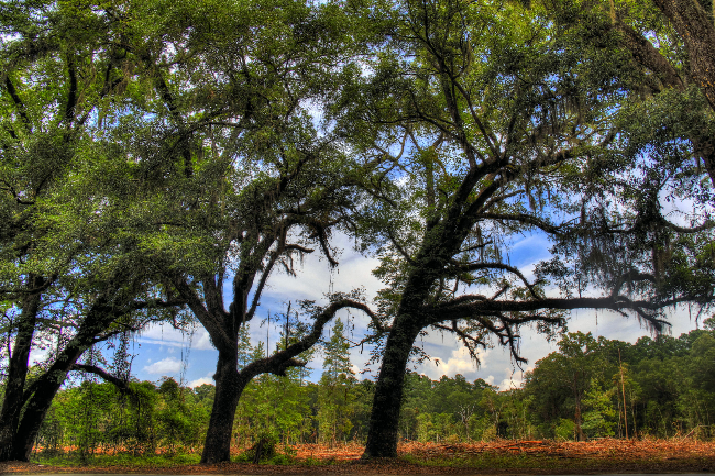 _MG_7224_5_6_tonemapped_SMALL.jpg