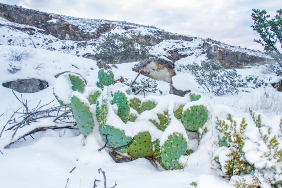 Rare Snowfall In El Paso Texas An American Photographer