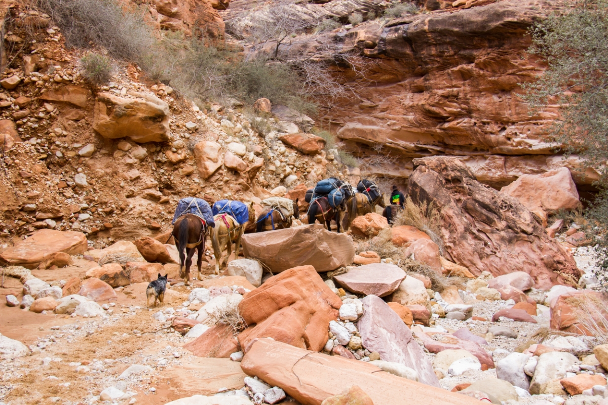 Horse services include carrying your backpacks and other luggage from the Hilltop to Supai Village.. If you want an easier hike,this is an option.