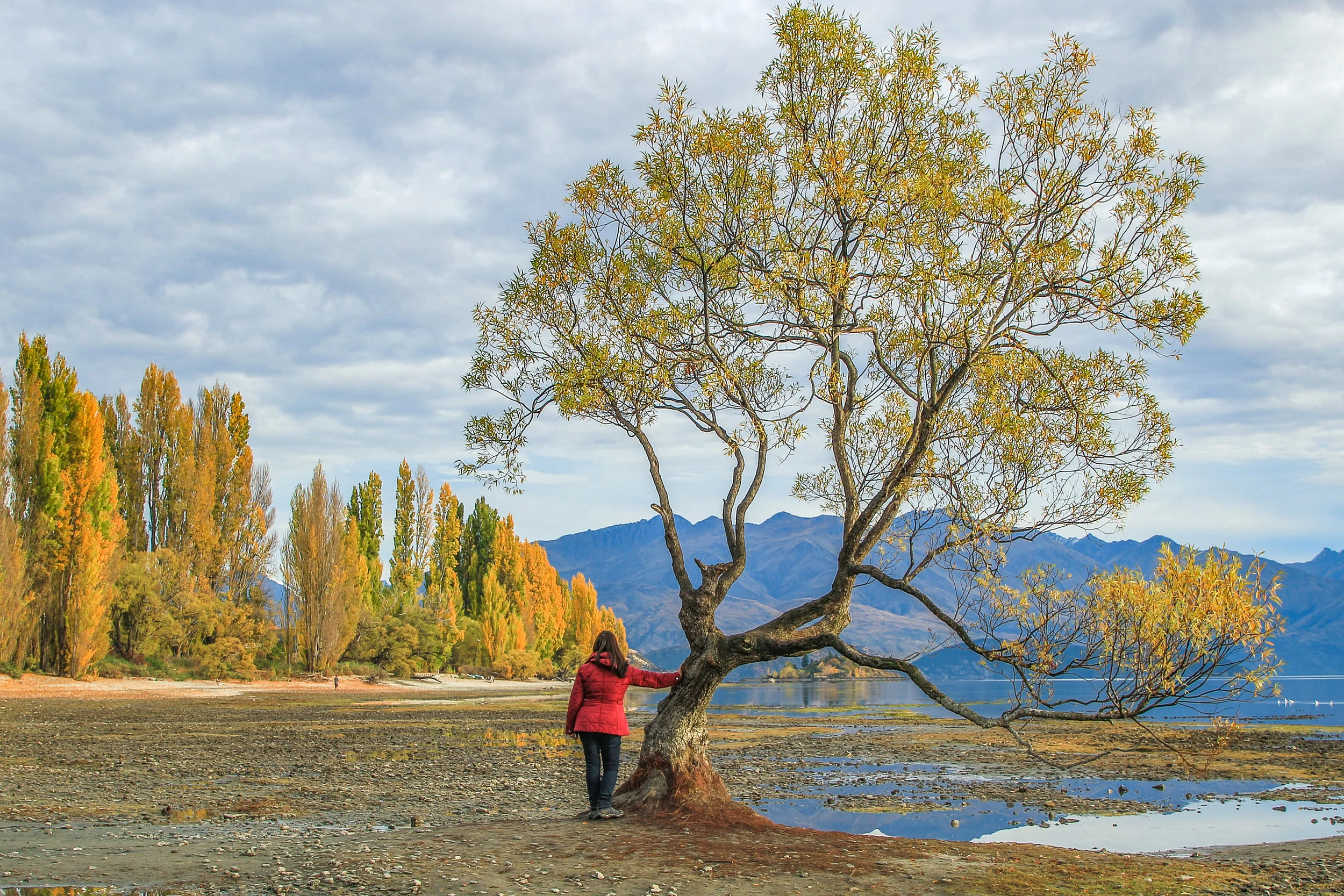 My First Time at That Wanaka Tree