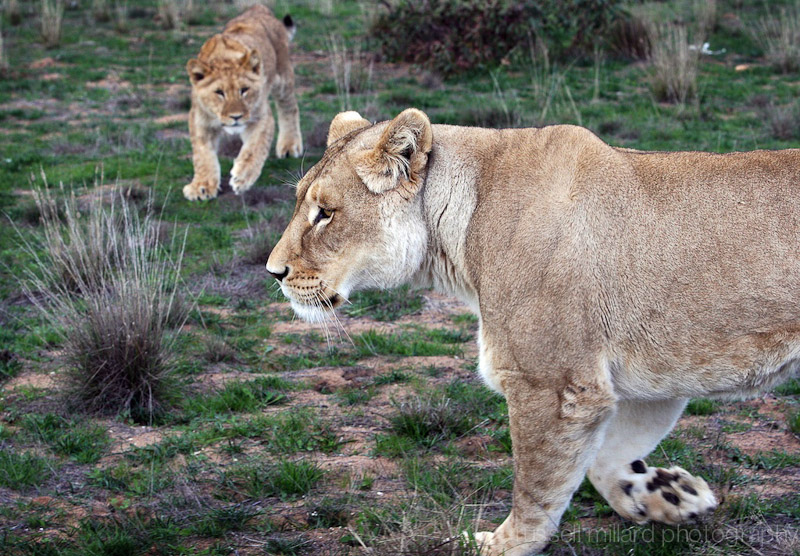 lion&cub copy.jpg