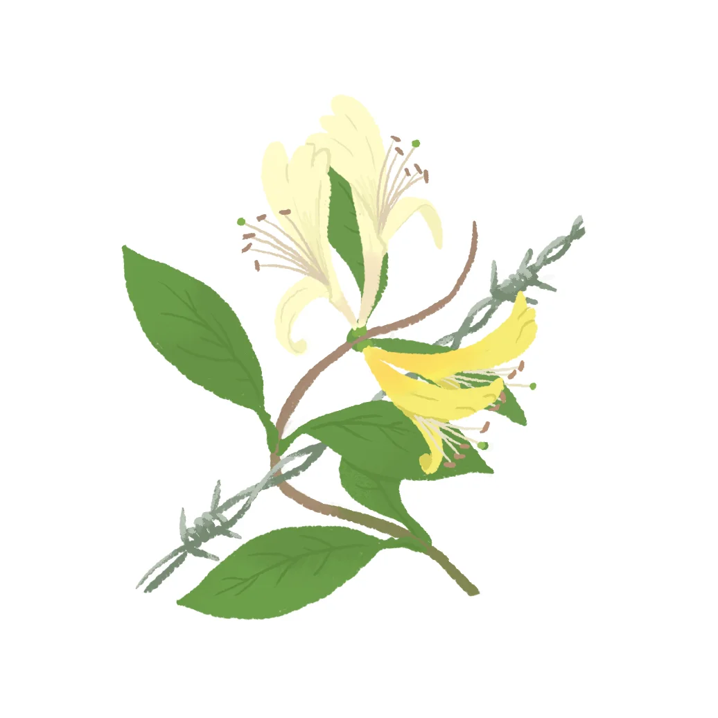 HoneySuckle.jpg