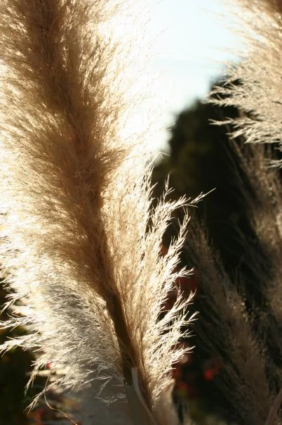 feathers.jpg