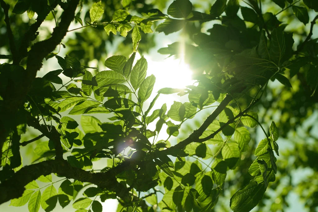 sun_shining_through_leaves_by_hoeld-d6gr627.jpg