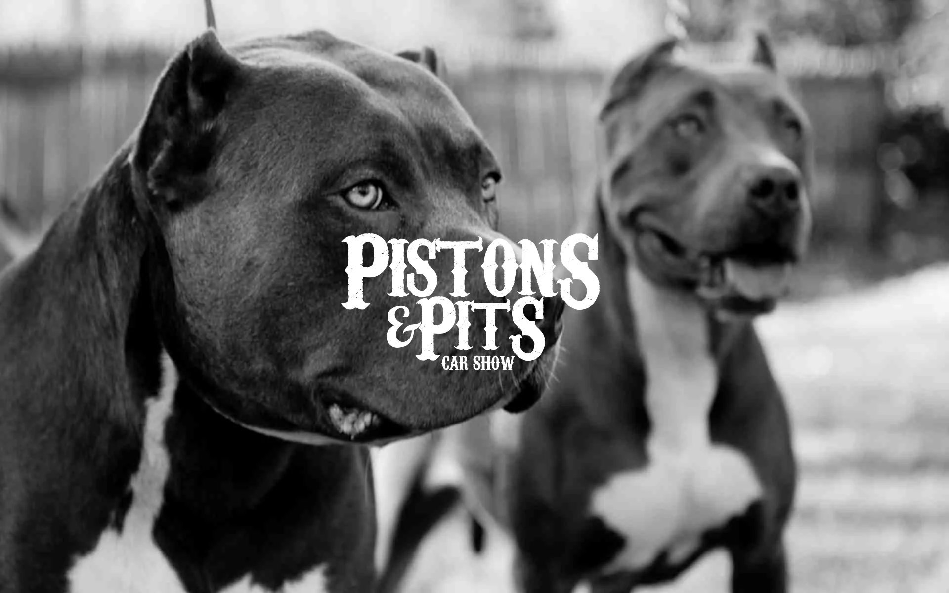 Pitbul_maiimage.jpg