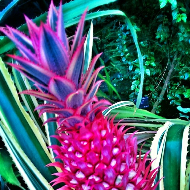 #pineapple @kewgardens, SS/14 inspiration trip!