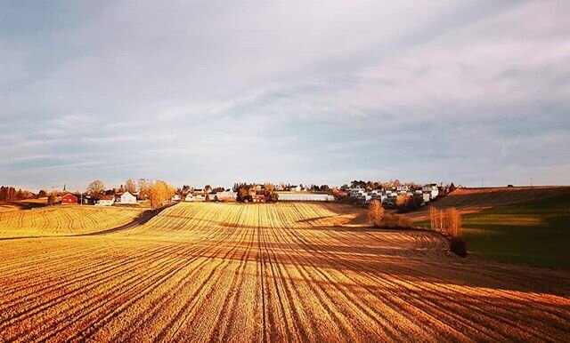 Looking out on fields of gold from the office window this morning, #kjeller #oslomet #iswintercoming?