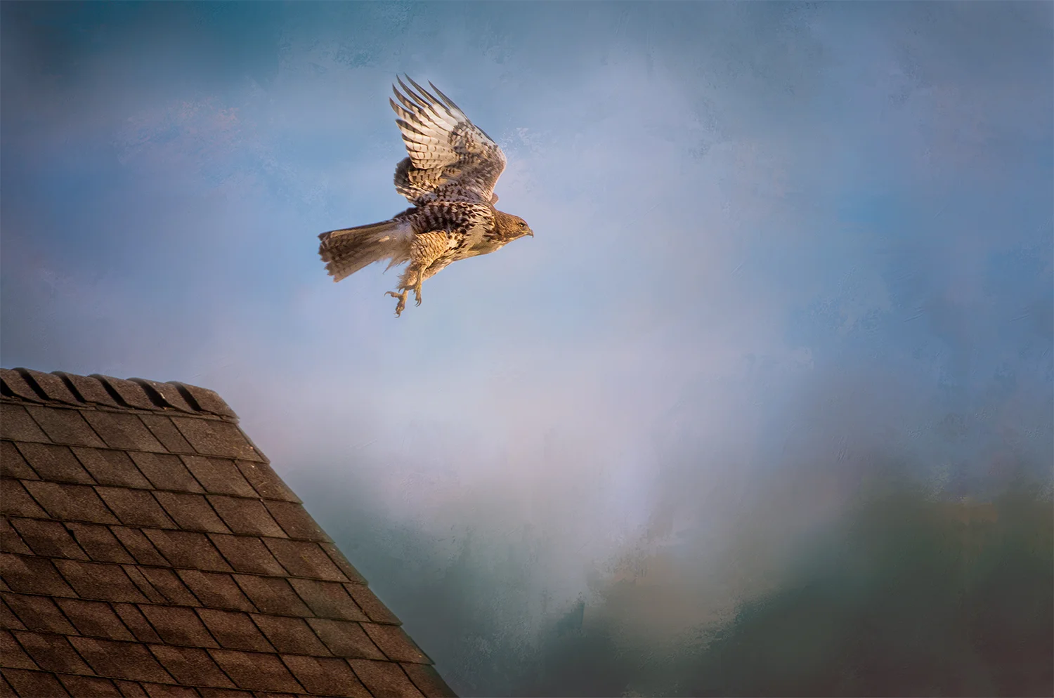 Hawk in flight.jpg