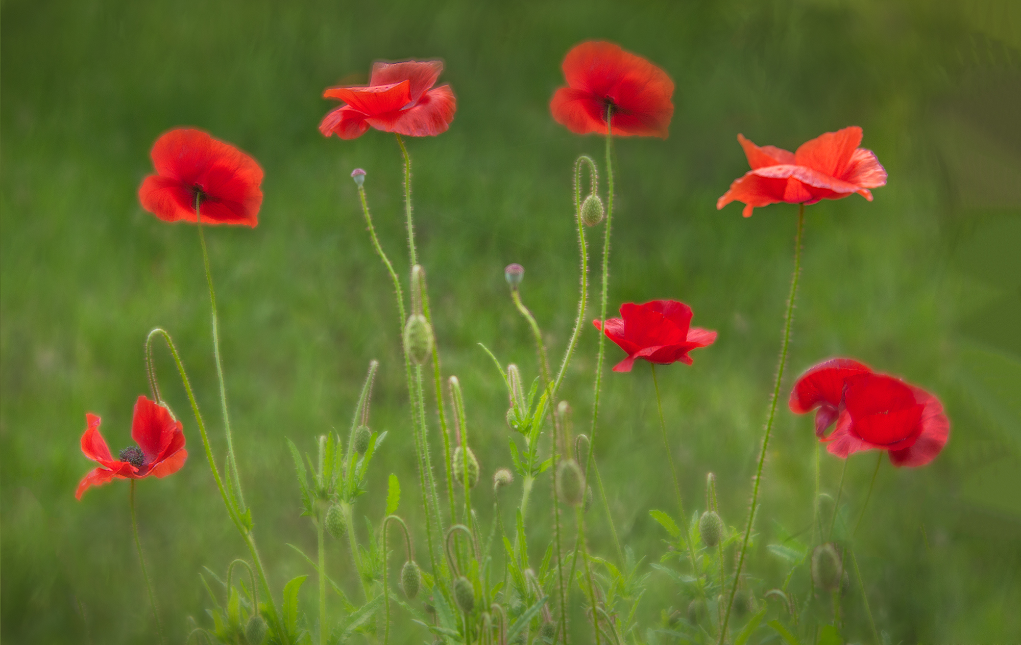 dancing red corn poppies.jpg