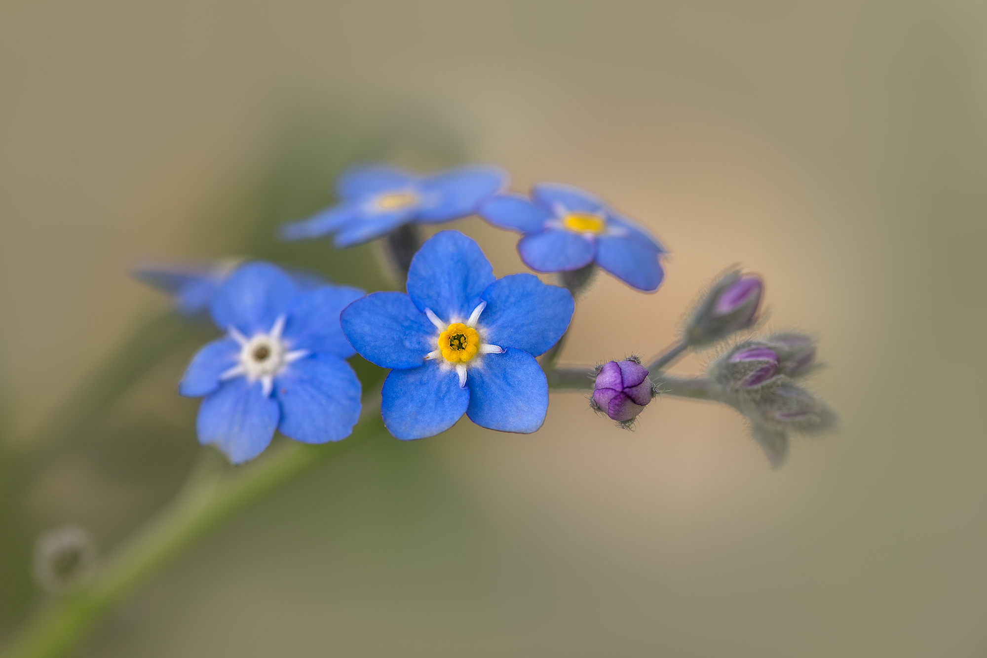 forget me not.jpg