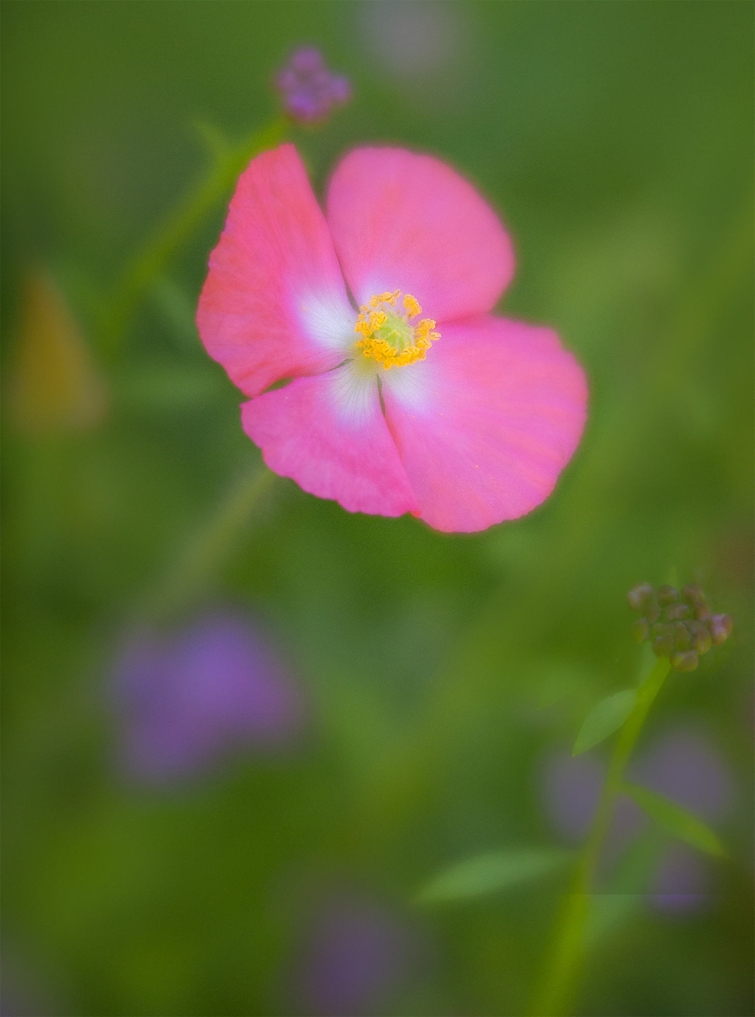 soft focus wildflowers.jpg