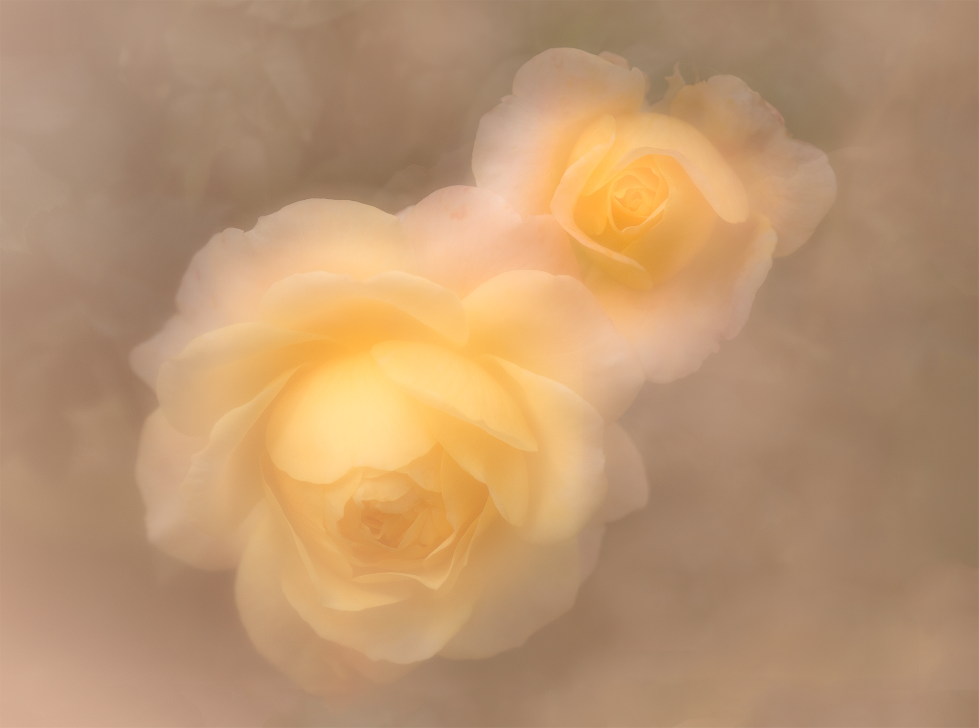 soft roses.jpg