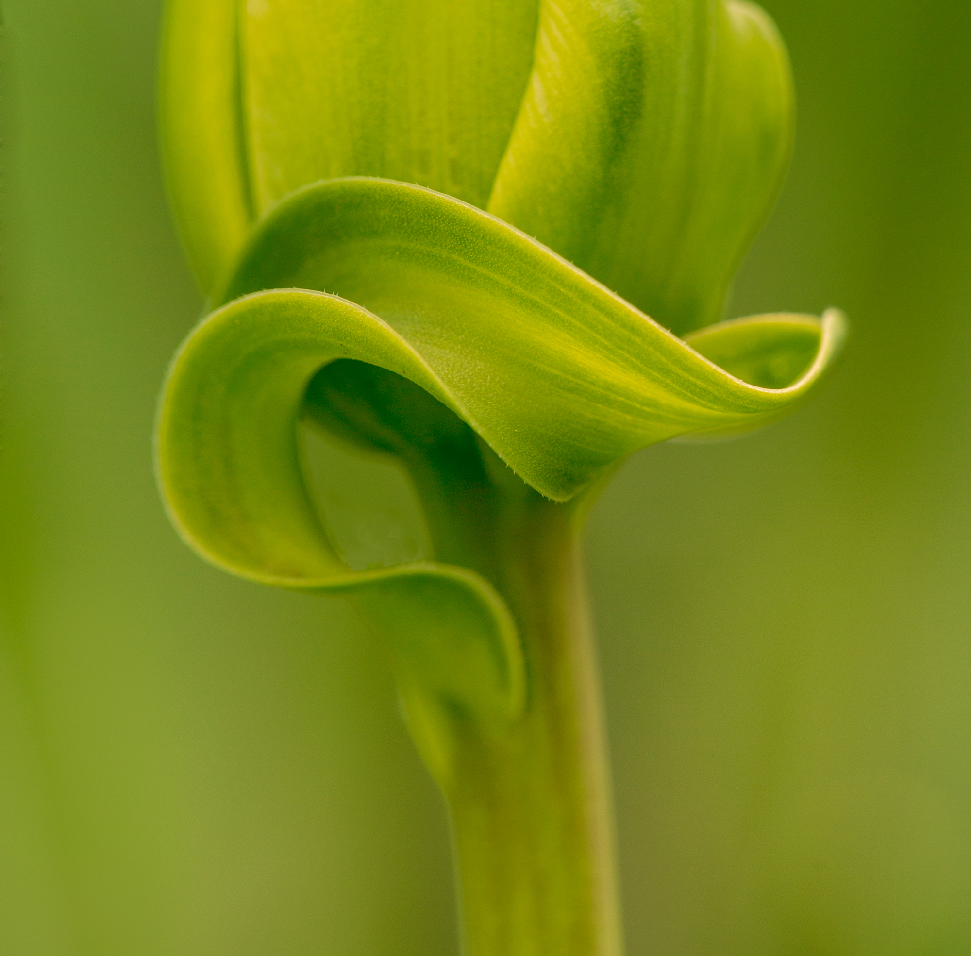 Tulip curl.jpg