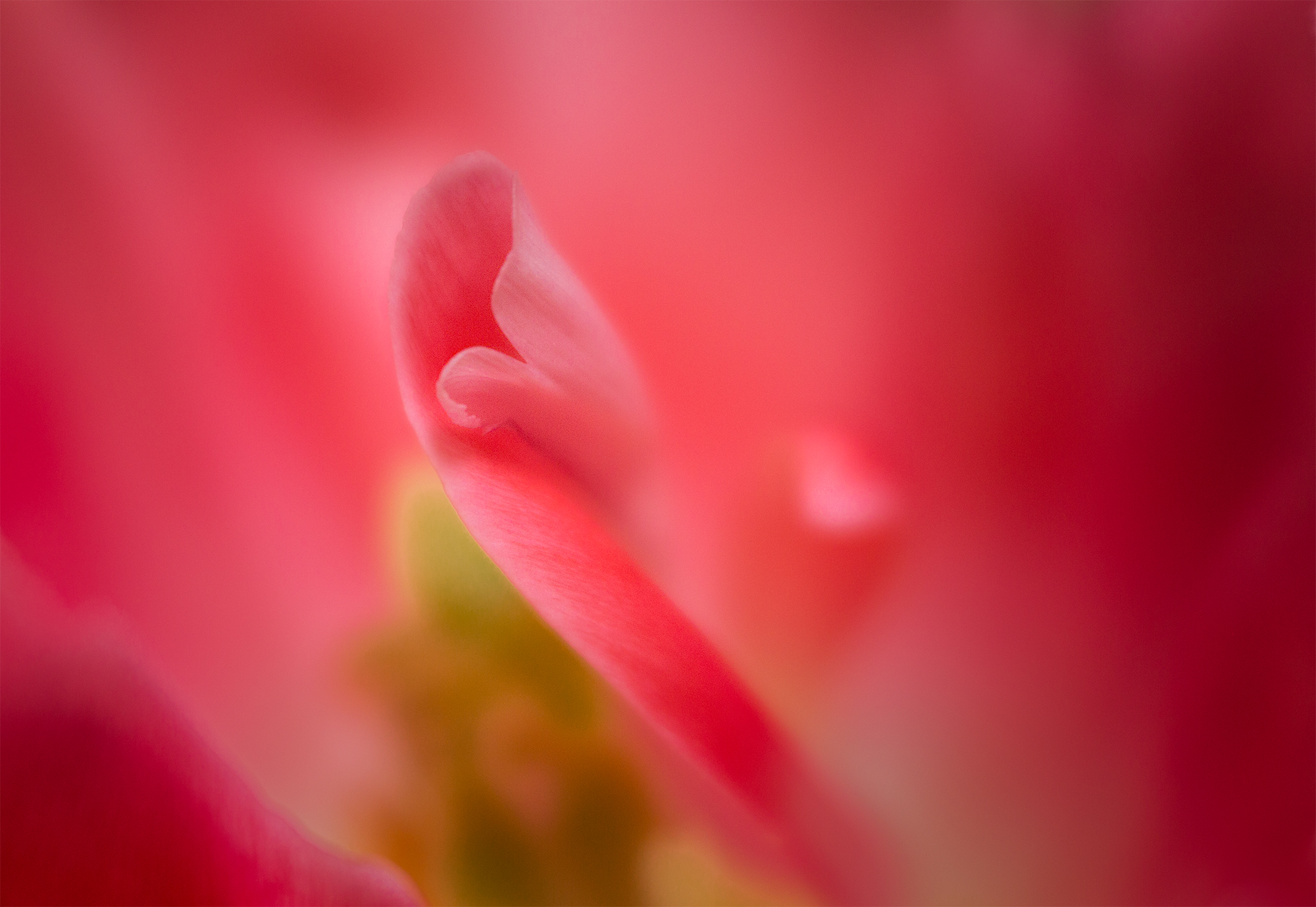 tulip petal curl.jpg