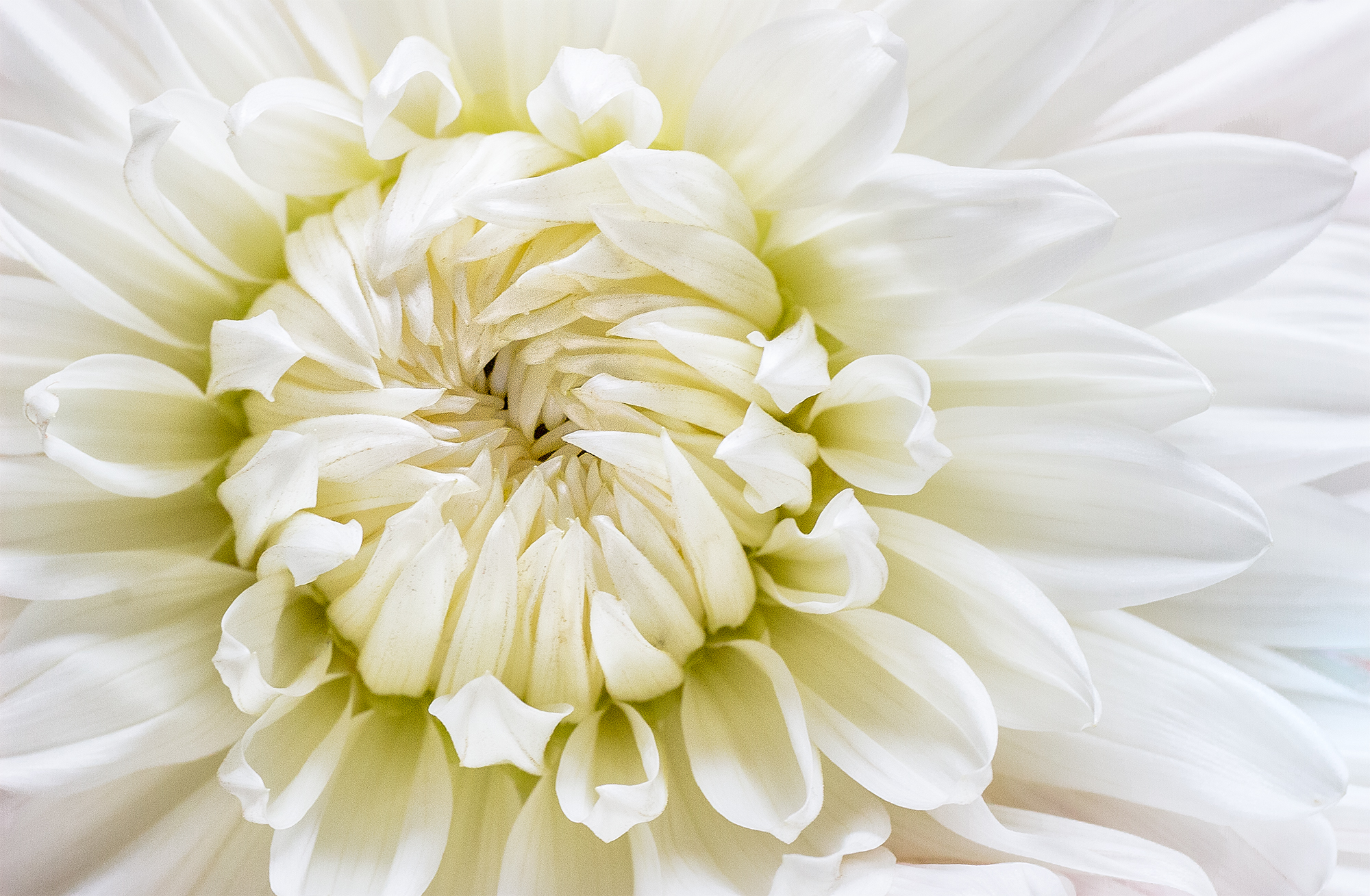 white dinnerplate dahlia.jpg