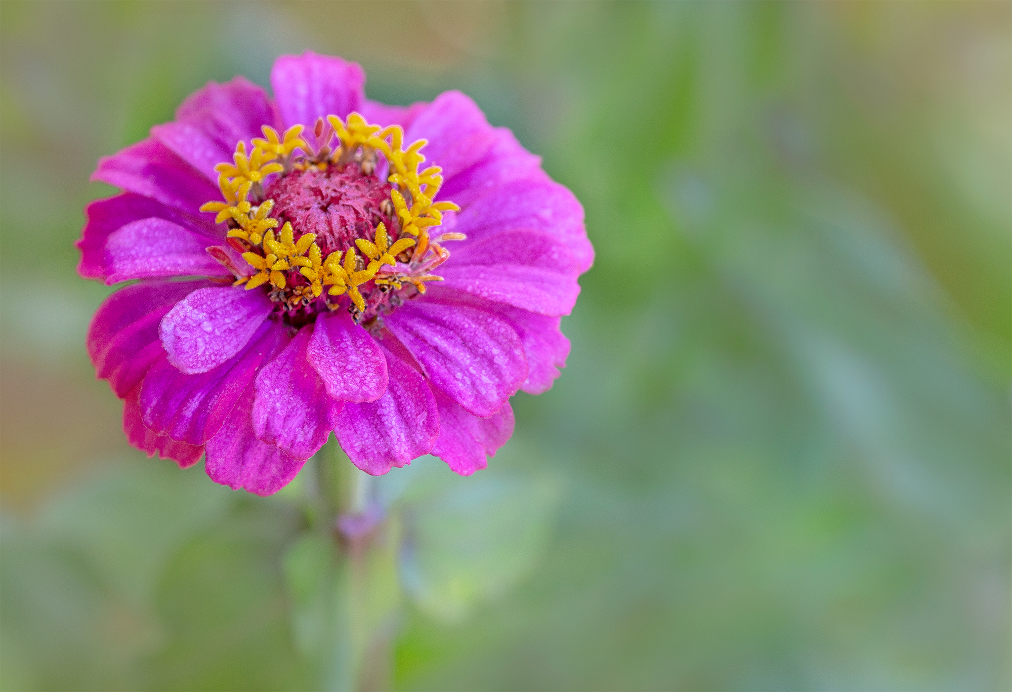 Zinnia2.jpg