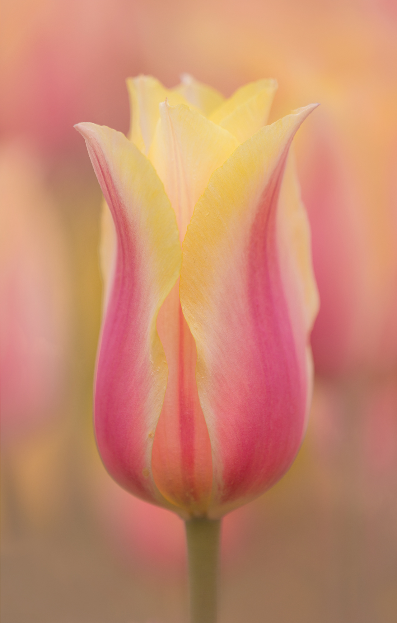 Pink lemonade tulip-merged.jpg