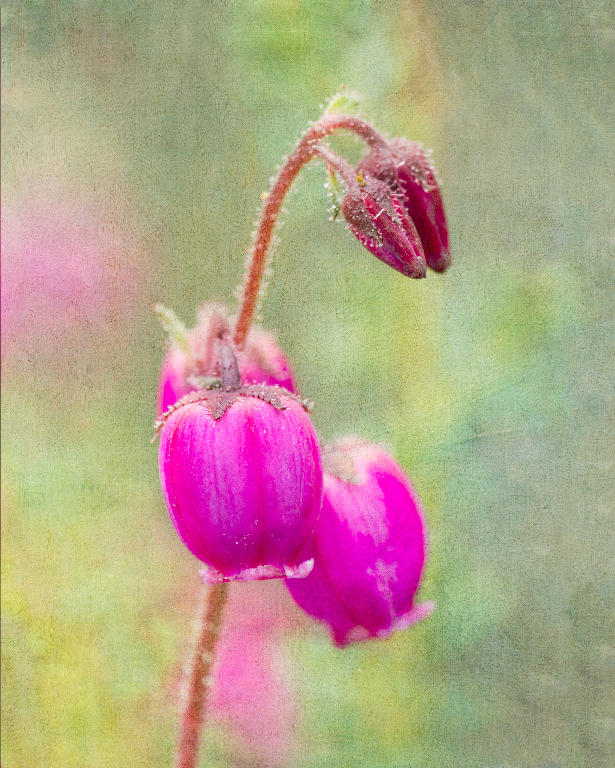 pink bell flowers.jpg