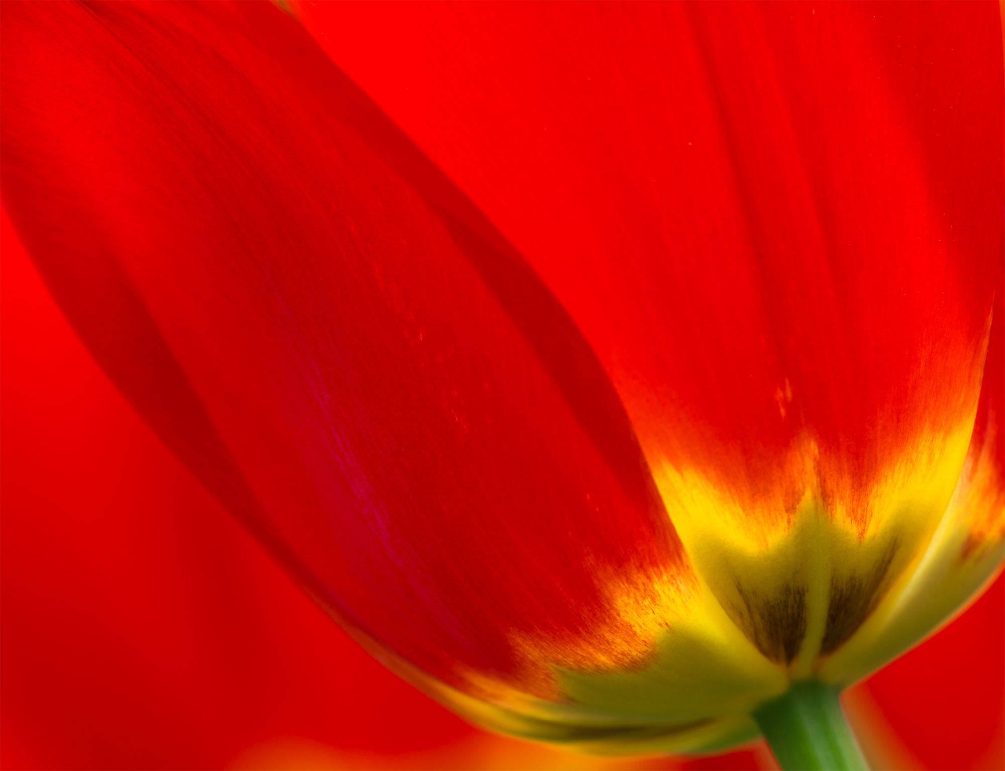 tulip-fire.jpg
