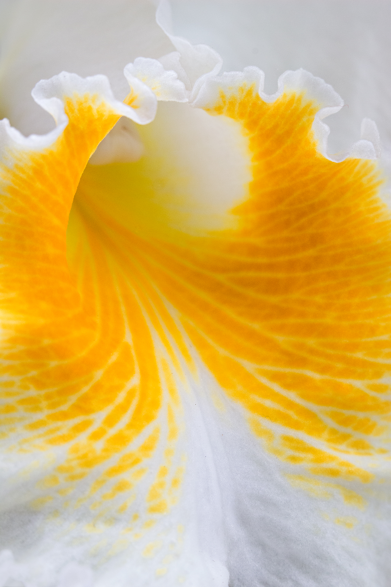 white & yellow frill orchid-merged.jpg