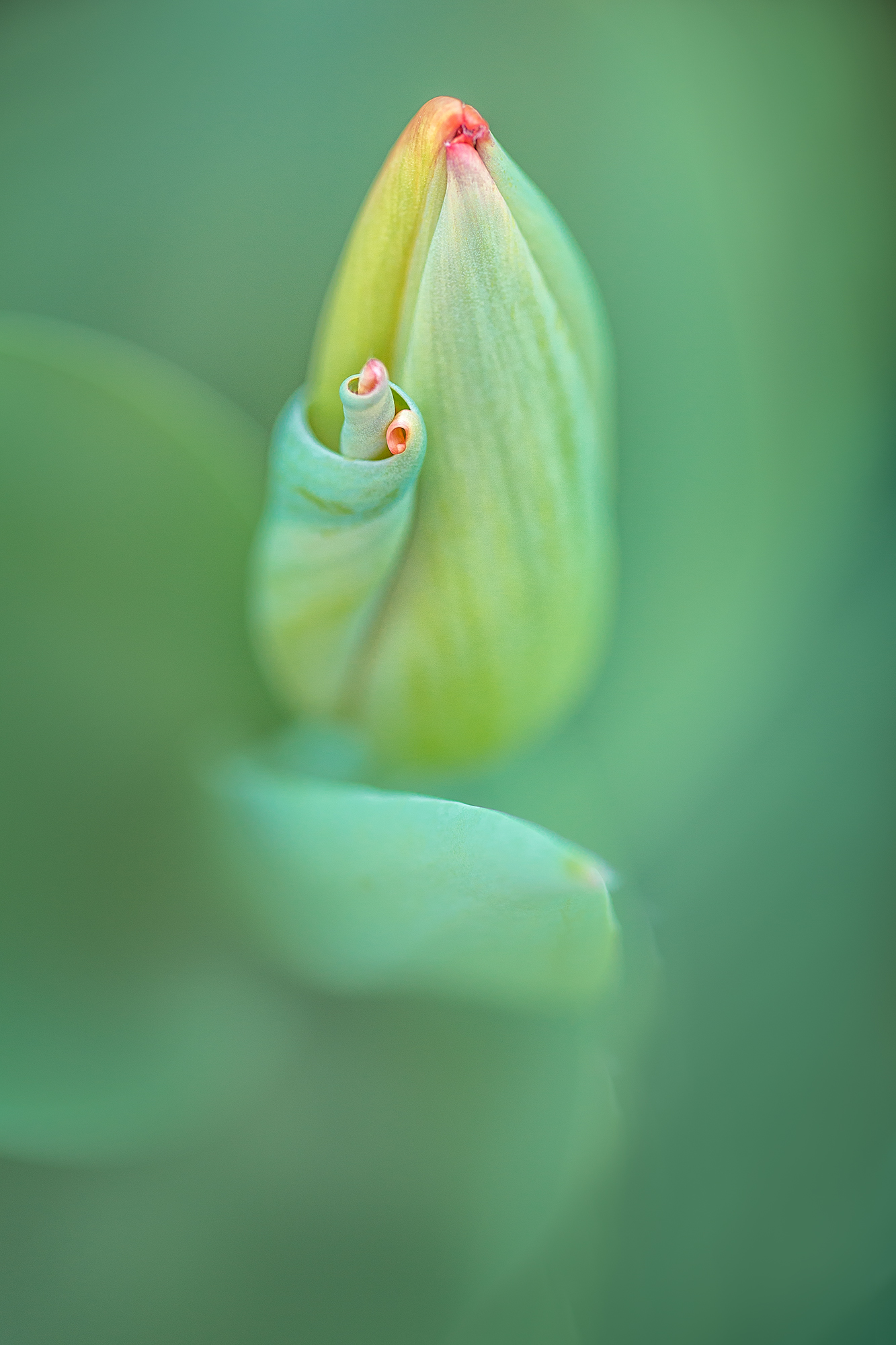 Tulip Curl2.jpg