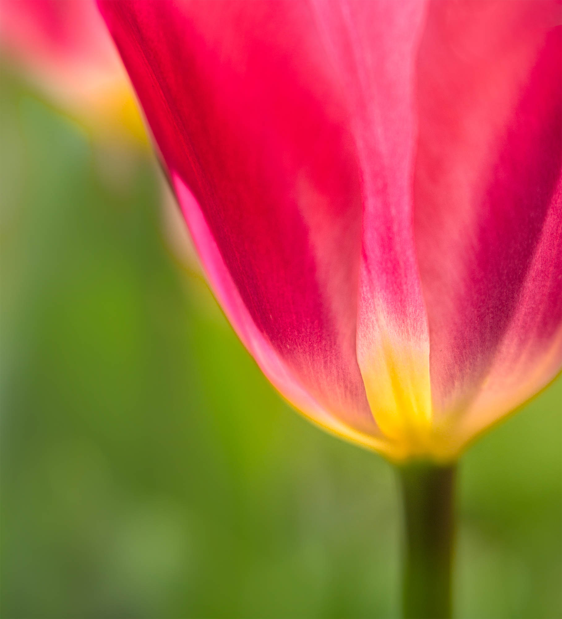 Tulip glow3-edit.jpg
