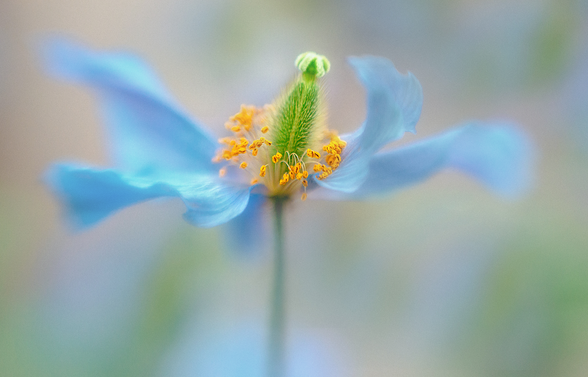 Blue Poppy2.jpg