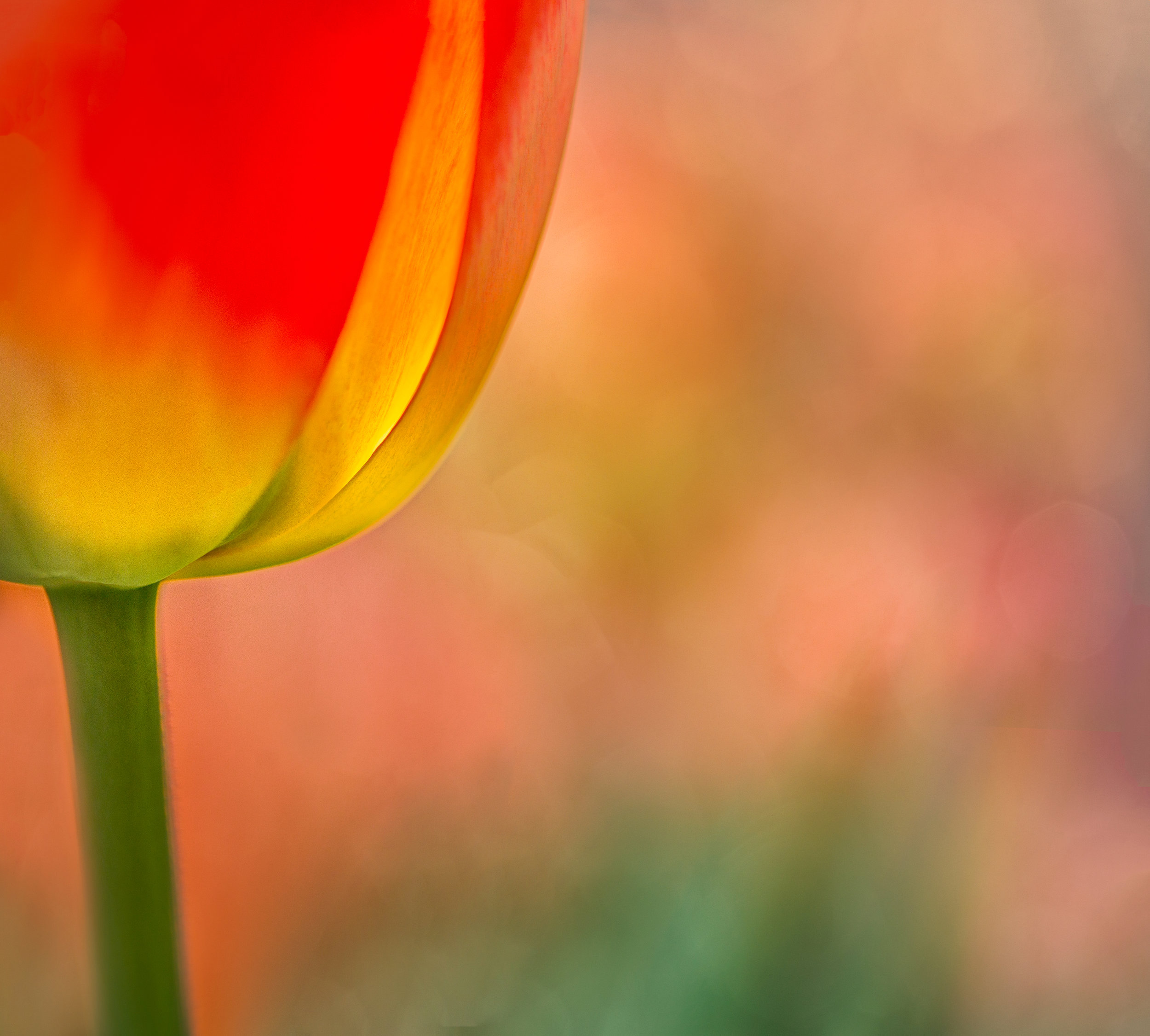 tulip glow2-edit.jpg