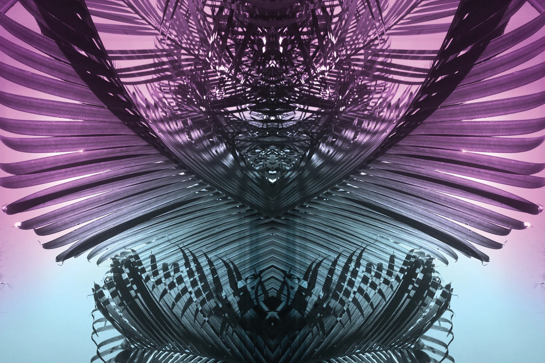 Purple Palms 1