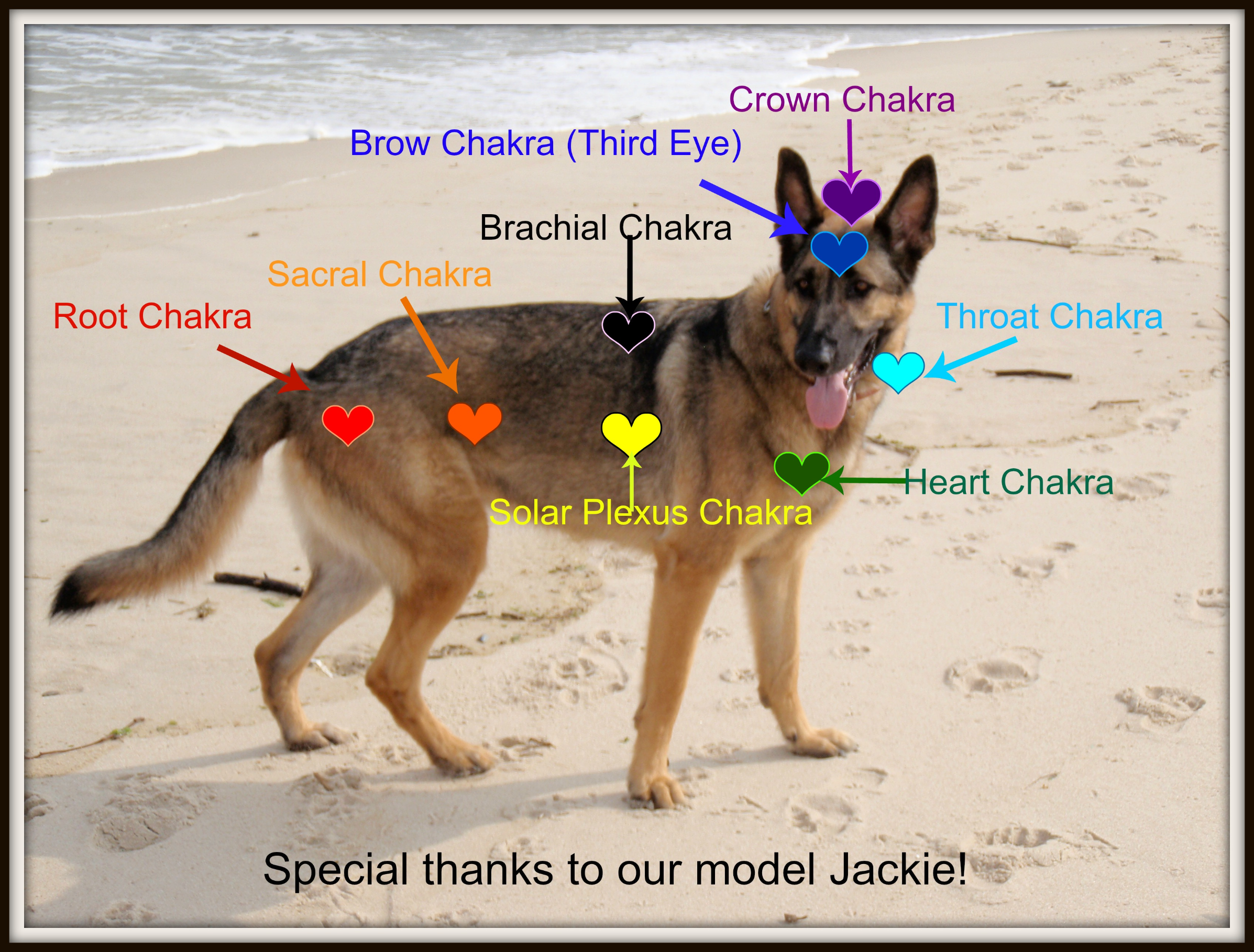 Dog Chakra Chart