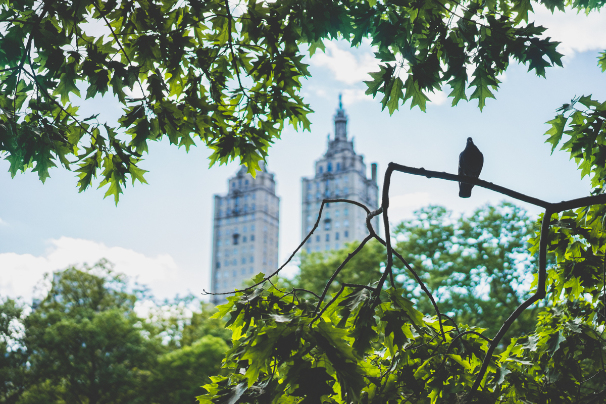 Pigeons roosting in Central Park