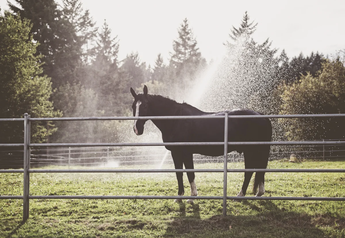 Silverwind Farms in August