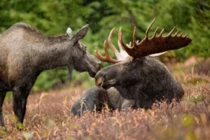 alaska_pic_1.jpg