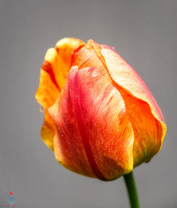 Lone Raining Morning Tulip.jpg