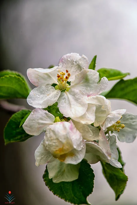 Spring Apple Blossoms in the Rain.jpg